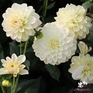 Caramel Antique Dahlia Knöl