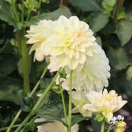 Caramel Antique Dahlia Knöl