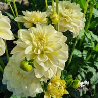 Caramel Antique Dahlia Knöl