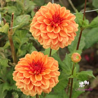 Caramel Dahlia Tuber