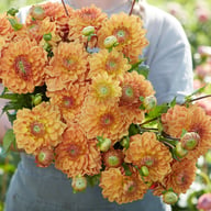 Caramel Dahlia Tuber