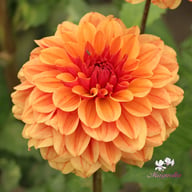 Caramel Dahlia Tuber