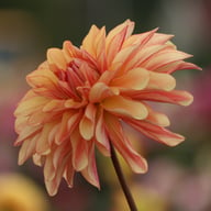 Caramel Idylle Dahlia Knöl