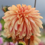 Caramel Idylle Dahlia Knöl