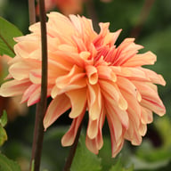 Caramel Idylle Dahlia Knöl
