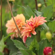 Caramel Idylle Dahlia Knöl