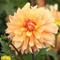 Caramel Idylle Dahlia Knöl