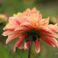 Caramel Idylle Dahlia Knöl