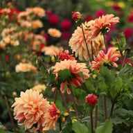 Caramel Idylle Dahlia Knöl