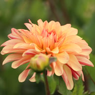 Caramel Idylle Dahlia Knöl