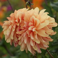 Caramel Idylle Dahlia Knöl
