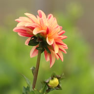 Caramel Idylle Dahlia Knöl