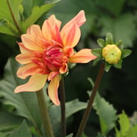 Caramel Idylle Dahlia Knöl