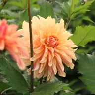 Caramel Idylle Dahlia Knöl