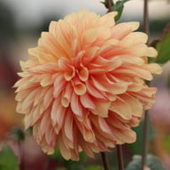 Caramel Idylle Dahlia Knöl