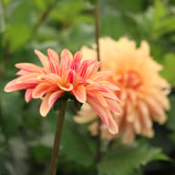 Caramel Idylle Dahlia Knöl