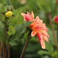 Caramel Idylle Dahlia Knöl