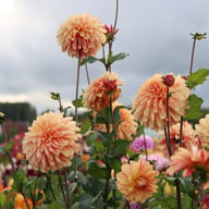 Caramel Idylle Dahlia Knöl