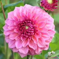 Caravaggio Dahlia Tuber