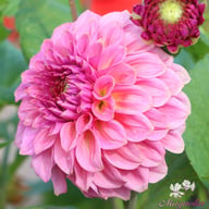 Caravaggio Dahlia Tuber