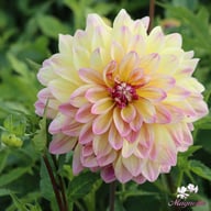 Caribbean Fantasy Dahlia Knöl
