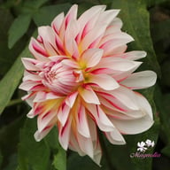 Caribbean Fantasy Dahlia Knöl