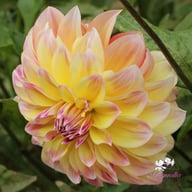 Caribbean Fantasy Dahlia Knöl