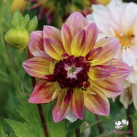 Caribbean Fantasy Dahlia Knöl