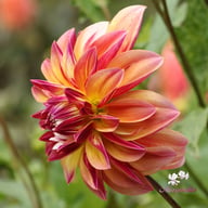 Caribbean Fantasy Dahlia Knöl