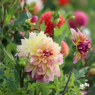 Caribbean Fantasy Dahlia Knöl