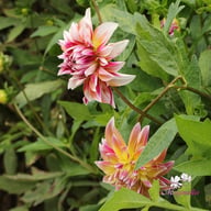Caribbean Fantasy Dahlia Knöl