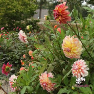 Caribbean Fantasy Dahlia Knöl