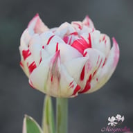 Carnaval de Nice Tulip Bulbs