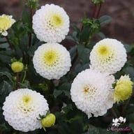 Caro Dahlia Knöl