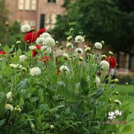 Caro Dahlia Knöl