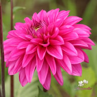 Cartouche Dahlia Knöl