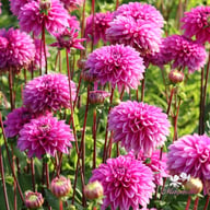 Cartouche Dahlia Knöl
