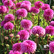Cartouche Dahlia Knöl