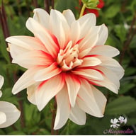 Catching Fire Dahlia Tuber