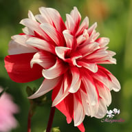 Catching Fire Dahlia Tuber