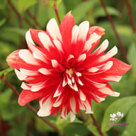 Catching Fire Dahlia Tuber