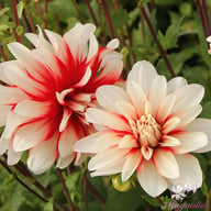 Catching Fire Dahlia Tuber
