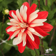 Catching Fire Dahlia Tuber
