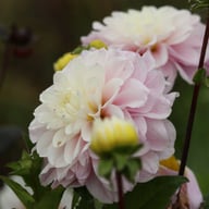 Cayen Dahlia Tuber
