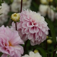 Cayen Dahlia Tuber