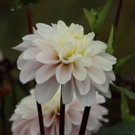 Cayen Dahlia Tuber