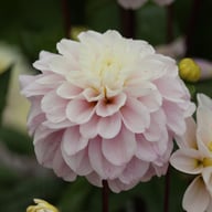 Cayen Dahlia Tuber