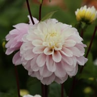 Cayen Dahlia Tuber