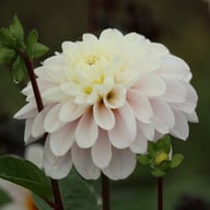Cayen Dahlia Tuber