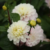 Cayen Dahlia Tuber